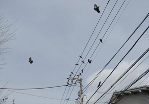 鳥駆除レーザー